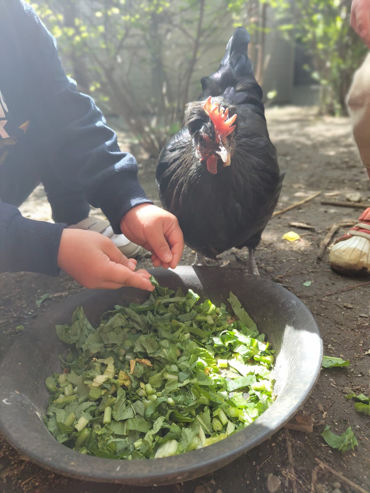 動物とのふれあい